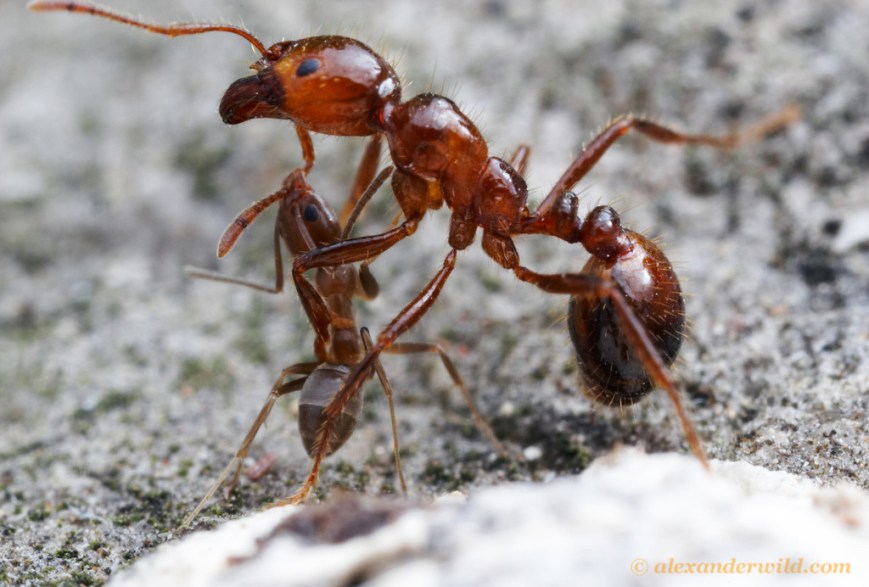 argentine ant vs fire ant