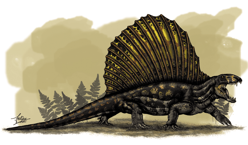 Dimetrodon, about 275 million years ago.
