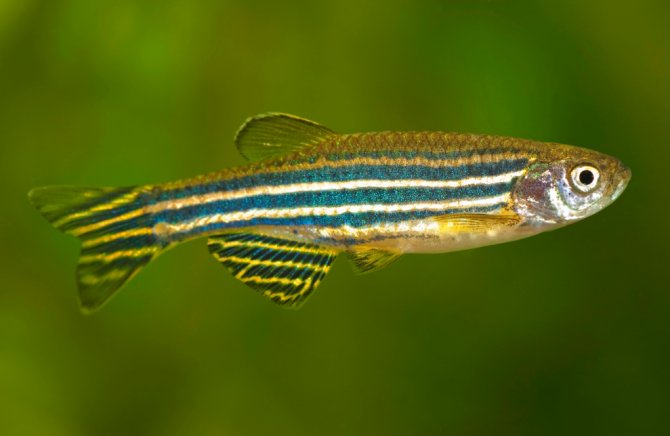 zebra-danio2